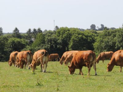 La production de viande bovine en Bretagne : un état des lieux