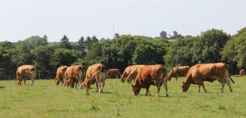 La production de viande bovine en Bretagne : un état des lieux