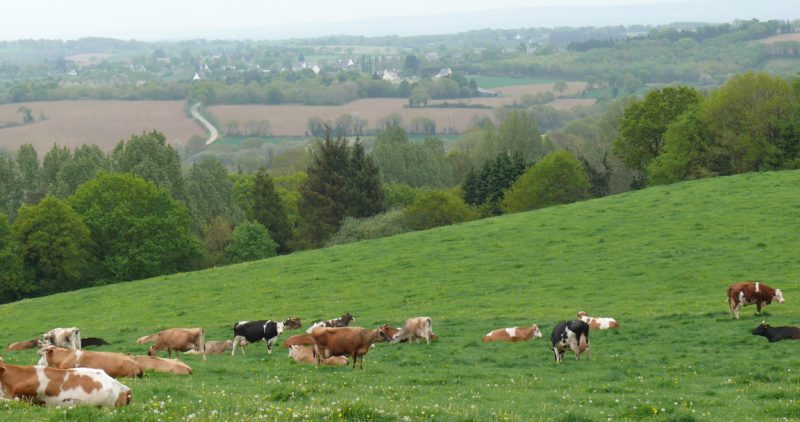 Quelles évolutions de l’élevage en Bretagne ces dix dernières années ?