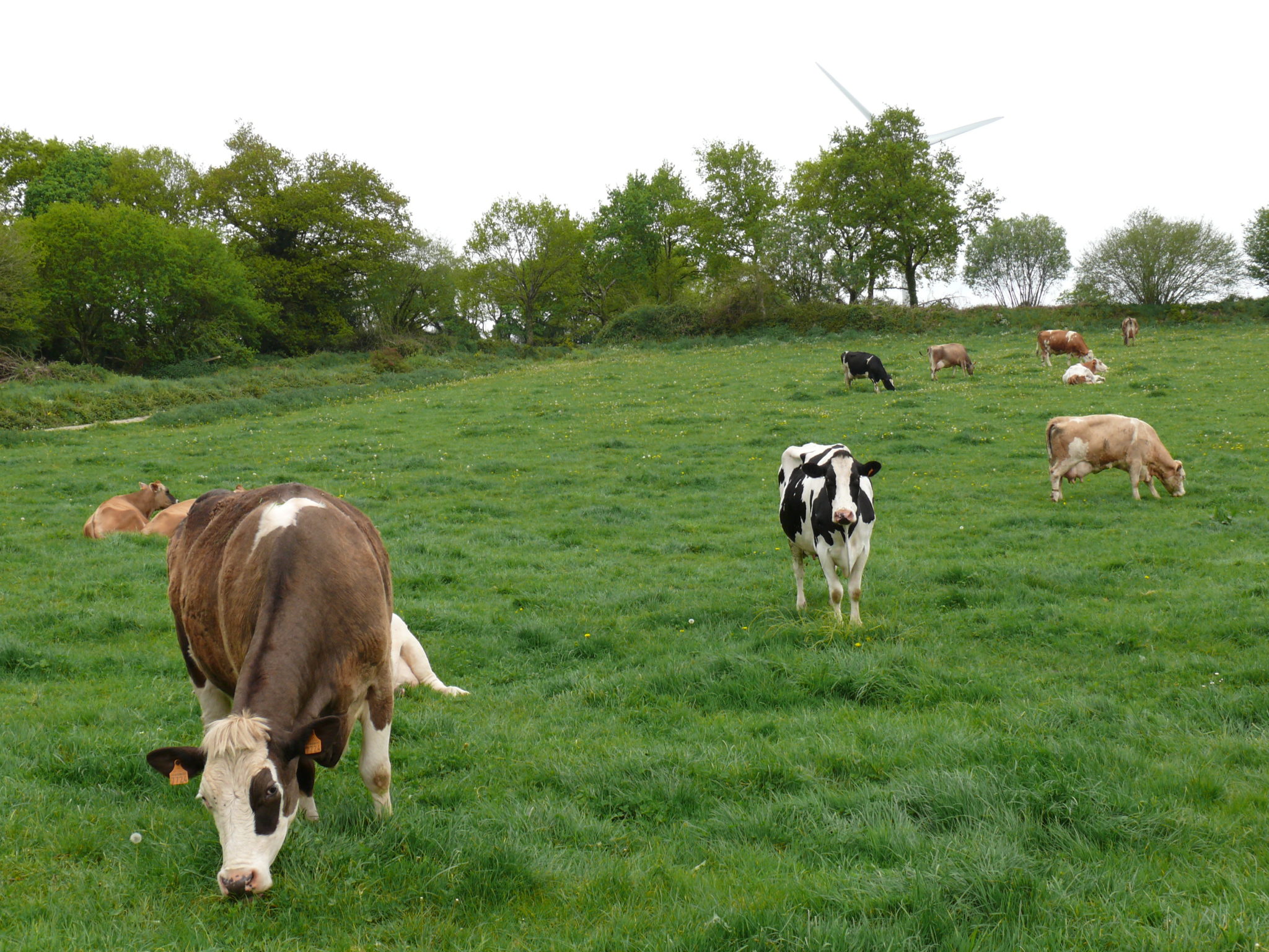 Vaches laitière croisées au pâturage
