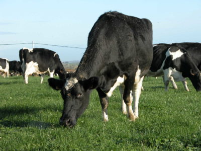 Quelles perspectives pour le lait bio ?