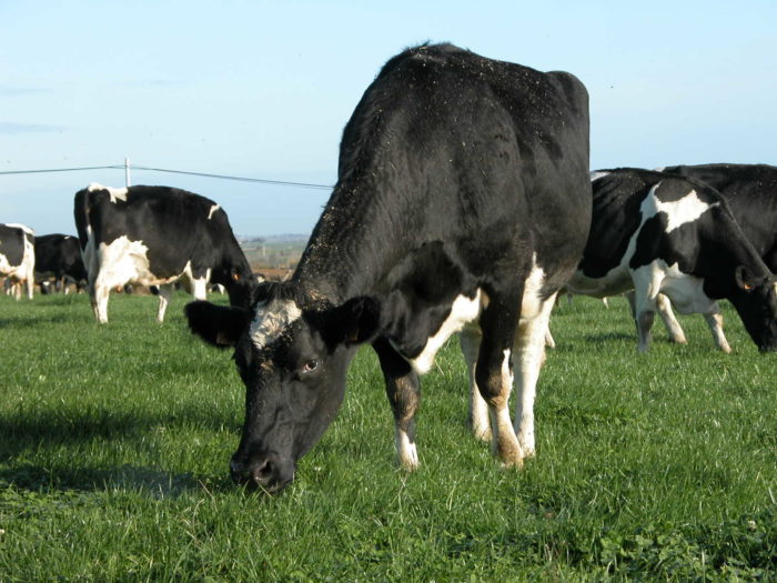 Vaches Prim'holstein