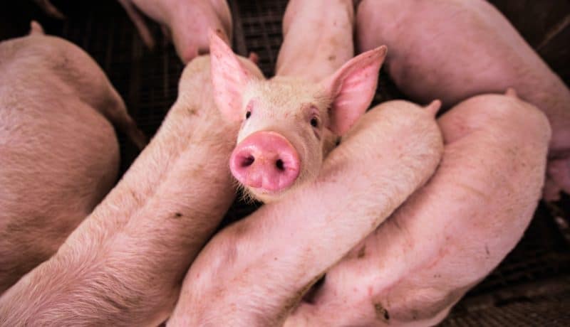 Bigard devient le deuxième abatteur de porcs en Bretagne