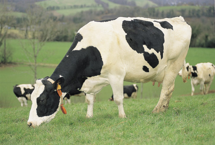 Vache prim'holstein dans un pré
