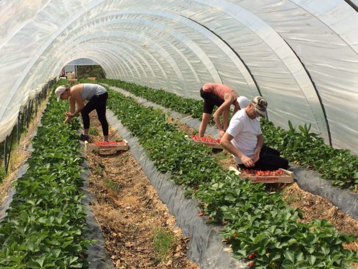 Cueilleurs de fraises