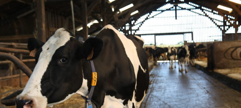 Vache laitière prim'holstein