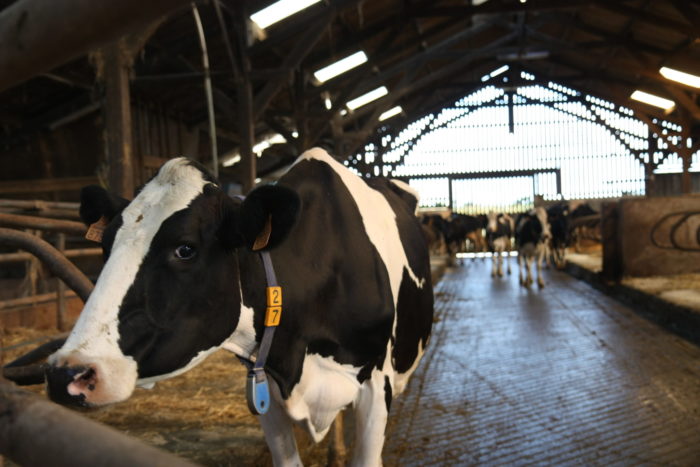 Vache laitière prim'holstein