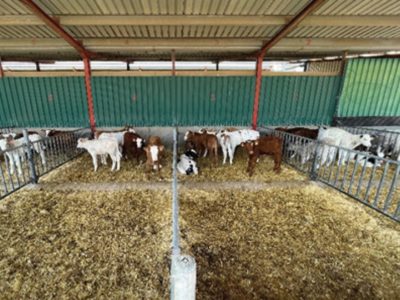 Des clés pour comprendre le succès de l’élevage espagnol