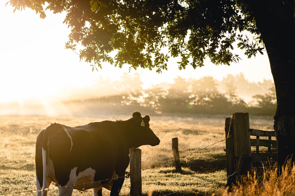 Vache dans un pré et soleil couchant