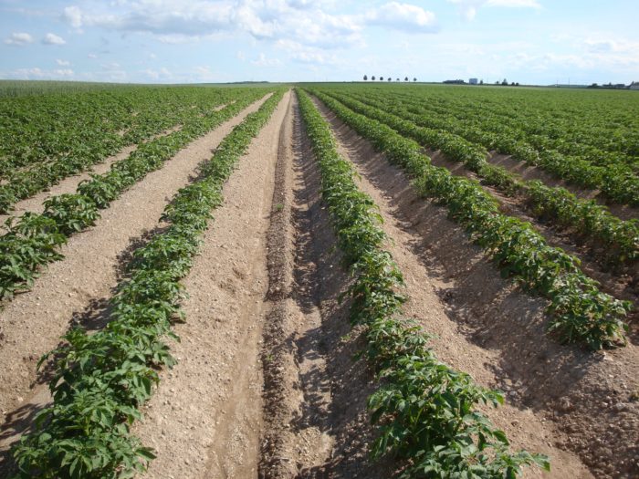 champ de pommes de terre