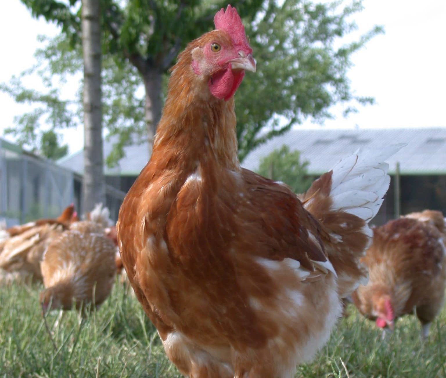 Coq Label Rouge