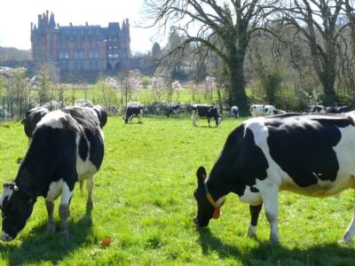 Réduction de l’empreinte carbone de la filière lait : quels gains pour les éleveurs ?