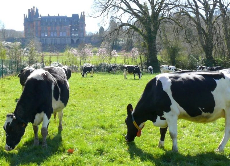 Réduction de l’empreinte carbone de la filière lait : quels gains pour les éleveurs ?