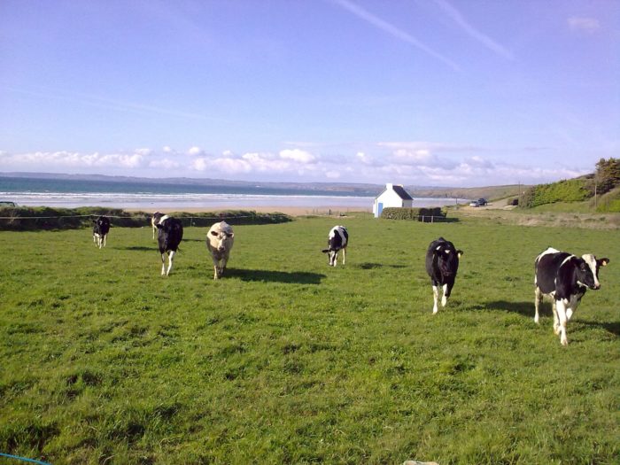 Vaches paturant