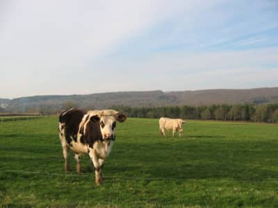 Décarbonation de la filière lait : quelle situation à l’international ?