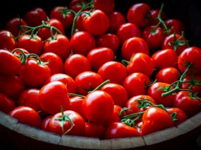 Déficit croissant pour le marché français de la tomate industrielle