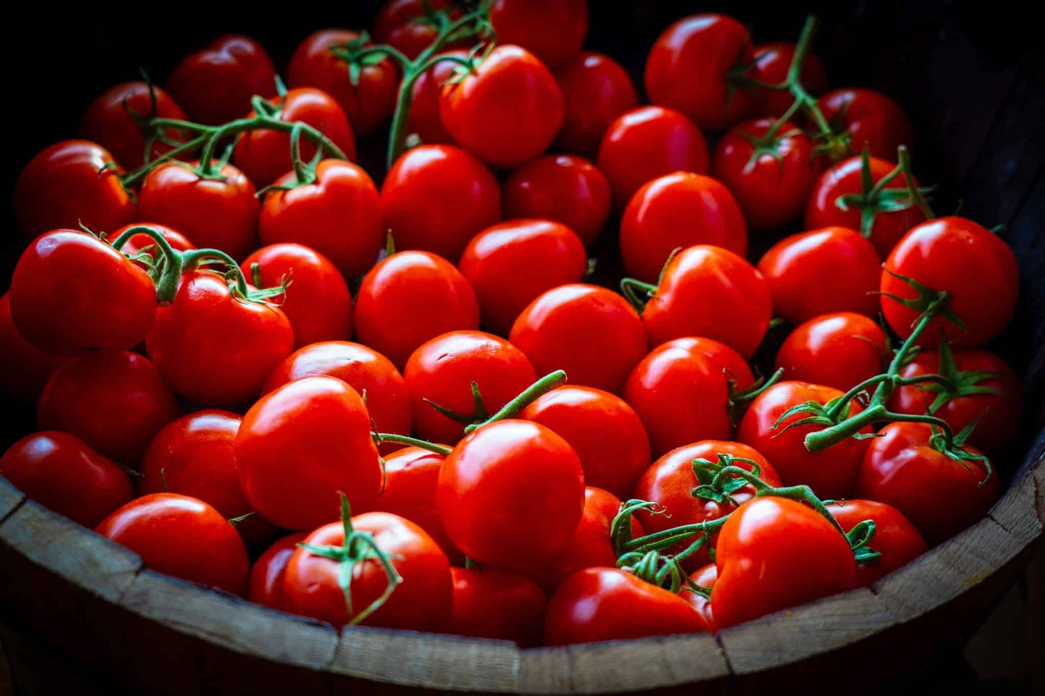 Tomates industrielles