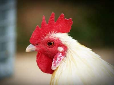 Facteurs de réussite et difficultés rencontrées lors de l’installation en aviculture en Bretagne