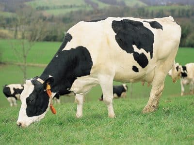 Le lait bio, victime collatérale d’un problème de compétitivité ?