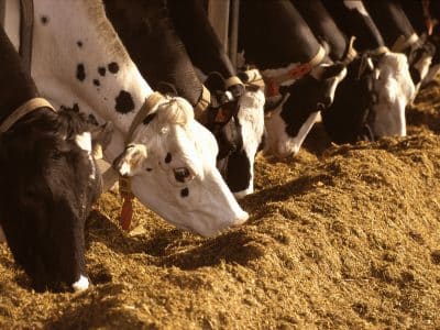 L’alimentation animale bretonne, entre recul et adaptation