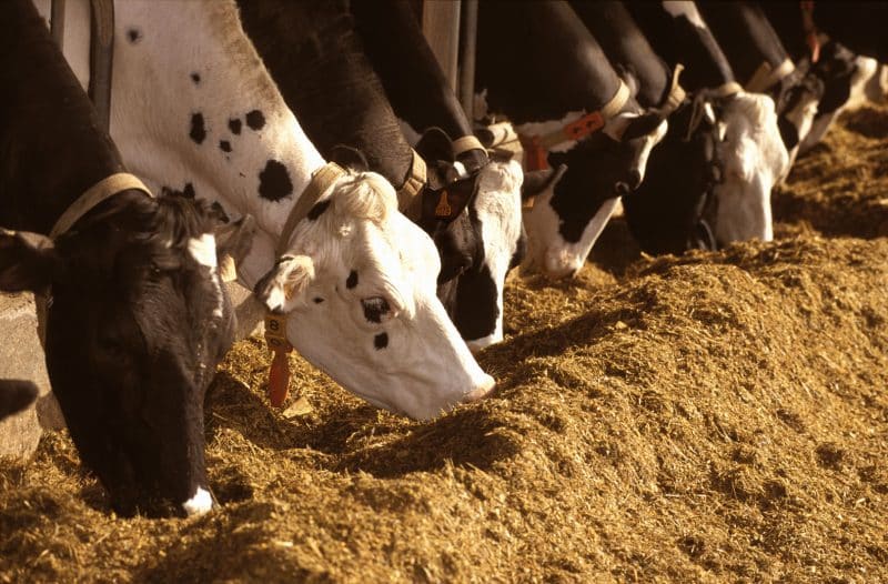 L’alimentation animale bretonne, entre recul et adaptation