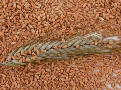 Les défis et les ambitions de l’alimentation animale bretonne