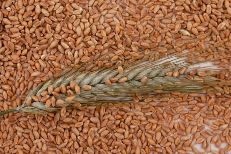 Les défis et les ambitions de l’alimentation animale bretonne