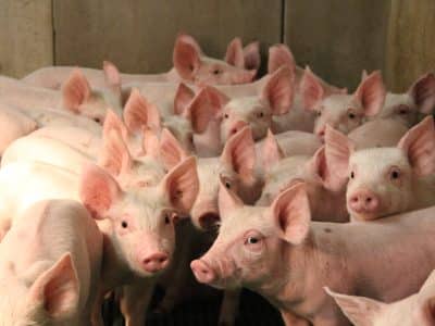 L’élevage porcin breton en quelques illustrations