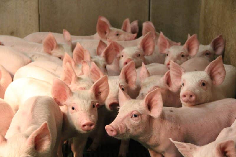 L’élevage porcin breton en quelques illustrations