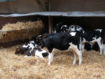 L&rsquo;élevage veaux de boucherie breton en quelques illustrations
