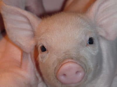 Peste porcine africaine en Espagne : quelles conséquences possibles sur les marchés ?