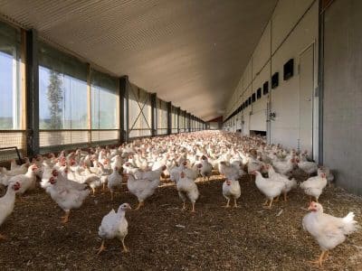 European Chicken Commitment : quels impacts sur le marché du poulet ?