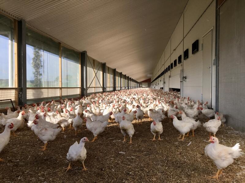 European Chicken Commitment : quels impacts sur le marché du poulet ?