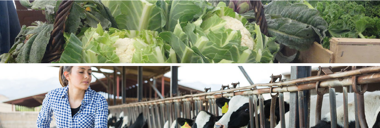 Illustration de choux, de vaches et d'une agricultrice au travail
