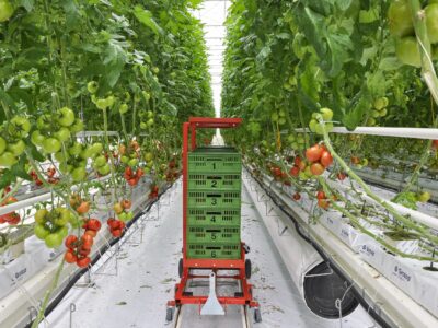 La production légumière bretonne poursuit sa décarbonation